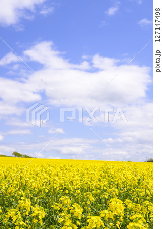 満開の菜の花畑と青空 127147498
