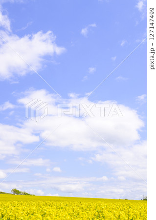 満開の菜の花畑と青空 満開の菜の花畑と青空 127147499