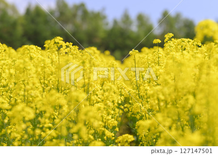 満開の菜の花畑 127147501