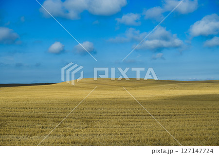 Vast Golden Wheat Fields Under a Clear Blue Sky and Fluffy Clouds 127147724