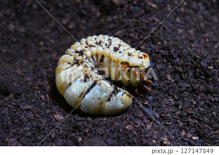 カブトムシの幼虫 カブトムシの幼虫 127147849