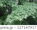 緑の葉が生い茂るもみじのクローズアップ 127147917