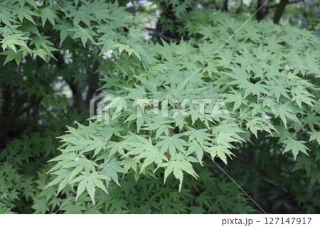 緑の葉が生い茂るもみじのクローズアップ 127147917