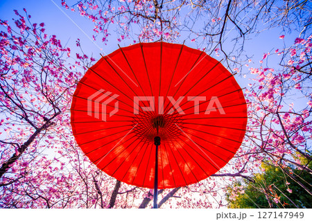 赤い和傘と桜 赤い和傘と桜 127147949
