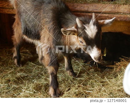 Baby goat is eating hay in a pen Baby goat is eating hay in a pen 127148001