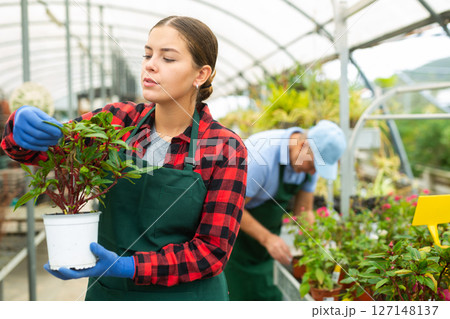 Serious female gardener checking Guineana plant during work in greenhouse 127148137