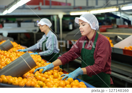 Two young women sorts tangerines on a conveyor line. Fruit quality check. 127148160
