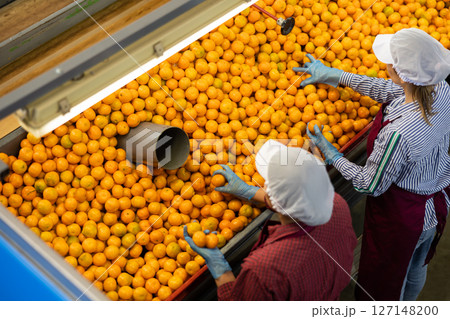 Focused workwomen working on mandarins sorting line in factory 127148200