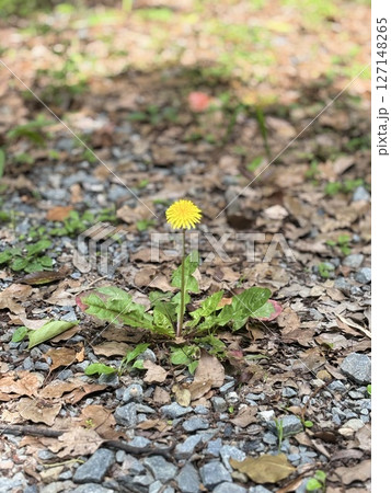 たんぽぽの花 127148265
