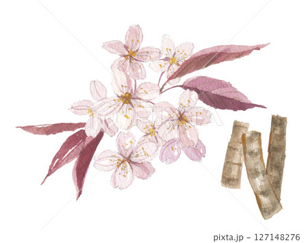 水彩で描いた山桜と樹皮 127148276
