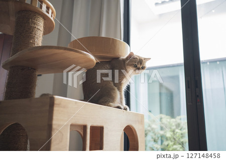 pet care concept with british cat sleep in living room 127148458