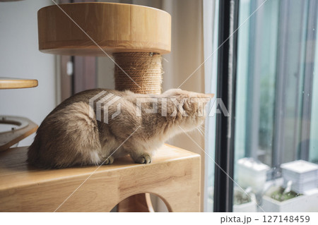 pet care concept with british cat sleep in living room pet care concept with british cat sleep in living room 127148459