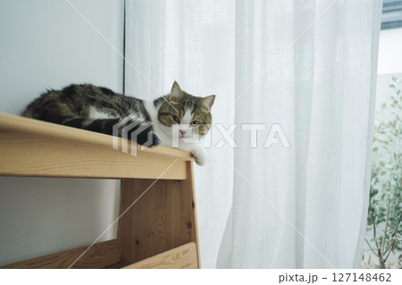 pet care concept with scottish cat sleep in living room with rain drop at window 127148462