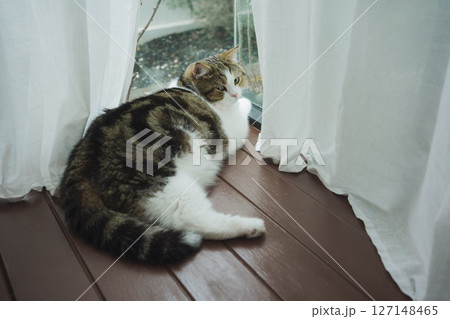 pet care concept with scottish cat sleep in living room with rain drop at window 127148465