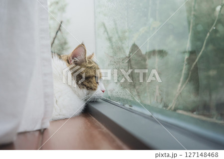 pet care concept with scottish cat sleep in living room with rain drop at window pet care concept with scottish cat sleep in living room with rain drop at window 127148468