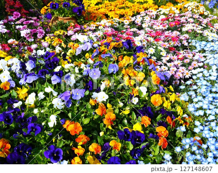 カラフルな花壇 127148607