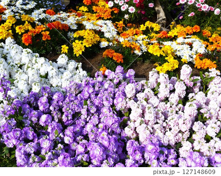 カラフルな花々 127148609