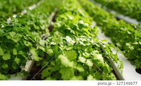 パクチー 127148677