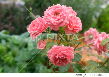 きれい 美しい 綺麗 127148692