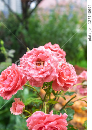 きれい 美しい 綺麗 127148694