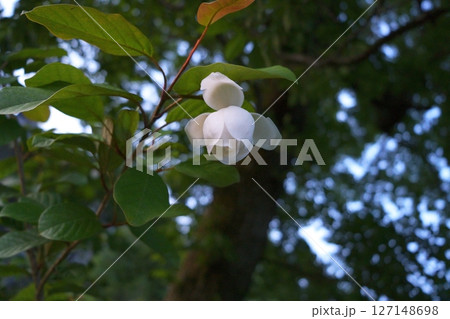 オオヤマレンゲの花 127148698