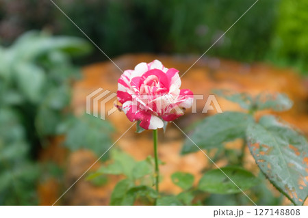 雨 きれい 美しい 127148808