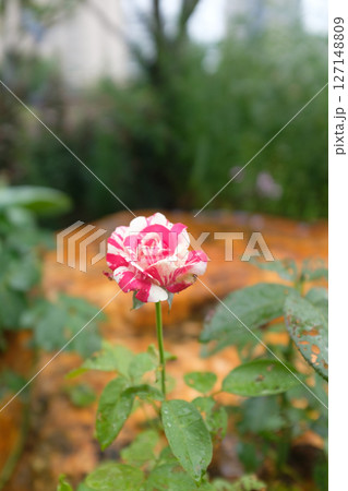 雨 きれい 美しい 127148809