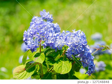 紫陽花(エゾアジサイ) 127148848