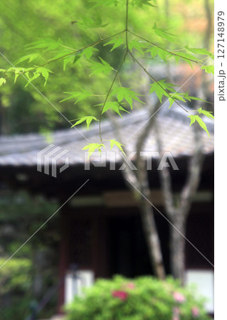 寺院のお堂と青モミジ 127148979