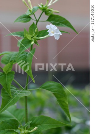 オシロイバナ オシロイバナ 127149010