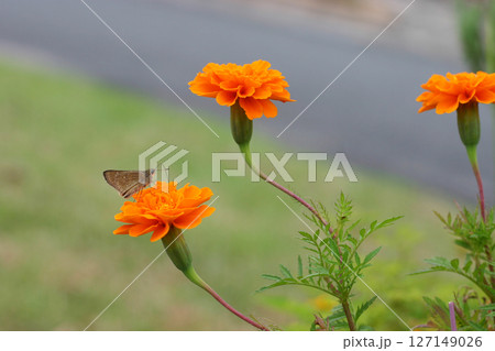 マリーゴールドの蜜を吸う蝶 127149026