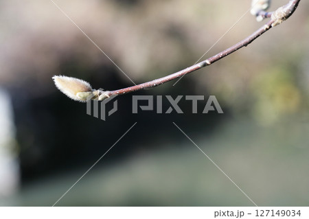 ネコヤナギの蕾 127149034