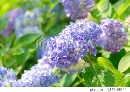 紫陽花(スミダノハナビ) 紫陽花(スミダノハナビ) 127149044