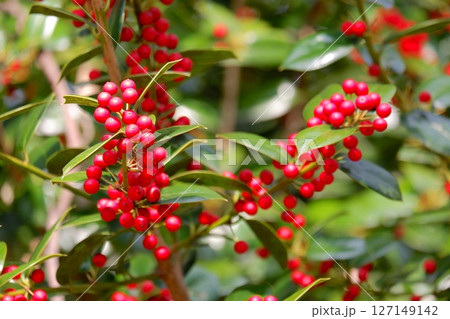 ヒイラギモチ ヒイラギモチ 127149142