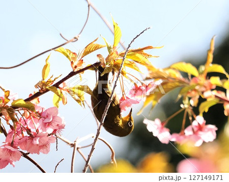 河津桜とメジロ 127149171