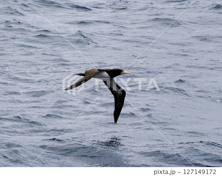 カツオドリ 127149172