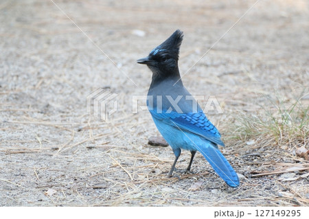 青い鳥ステラーカケスとジョンミューアトレイルの絶景。ヨセミテ公園。 127149295