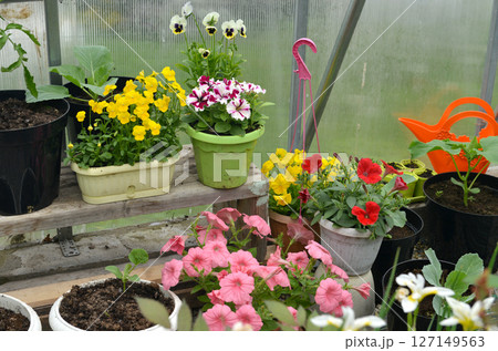 Still life with beautiful flowers of petunia and pansy in pots in garden greenhouse. Spring and summer botanical and farming background with gardening objects, vintage home and retro concept Still life with beautiful flowers of petunia and pansy in pots in garden greenhouse. Spring and summer botanical and farming background with gardening objects, vintage home and retro concept 127149563