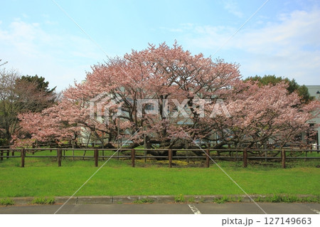 野付の千島桜 野付の千島桜 127149663
