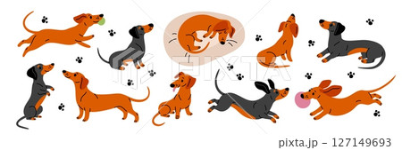Cute dachshund. Funny long dog, different poses, emotions and actions, happy pets, cheerful puppy characters, breed, cartoon flat mascot, adorable playful animal garish vector set Cute dachshund. Funny long dog, different poses, emotions and actions, happy pets, cheerful puppy characters, breed, cartoon flat mascot, adorable playful animal garish vector set 127149693