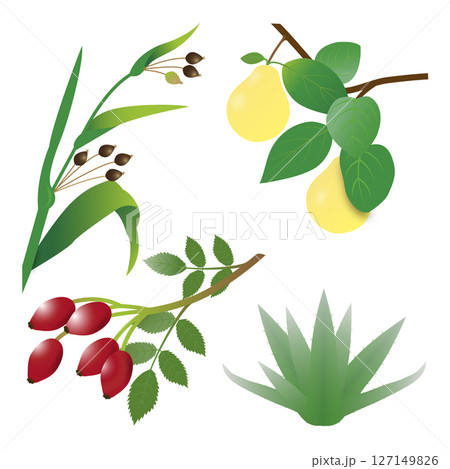 美容に良い植物　ハト麦　マルメロ　ローズヒップ　アロエ 127149826