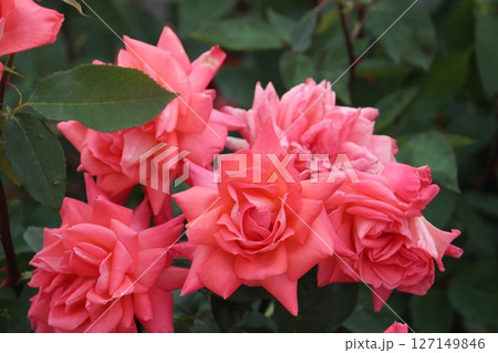 バラ バラ 127149846