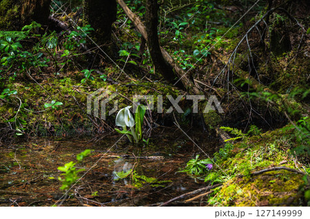 【乗鞍高原】原生林に咲くミズバショウ【牛留池遊歩道】 127149999