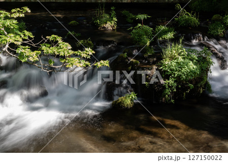 羊蹄山から湧き出る水 127150022