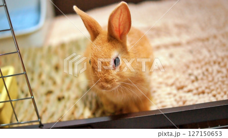 ペットの子ウサギ ペットの子ウサギ 127150653