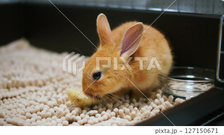 ペットの仔うさぎ 127150671