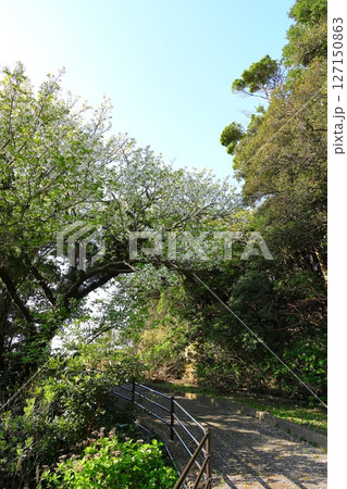 伊豆半島　石廊崎　タテ位置 127150863