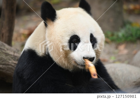タケノコをを食べるかわいいパンダ 127150981