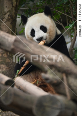 タケノコをを食べるかわいいパンダ 127150988