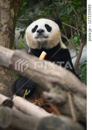 タケノコをを食べるかわいいパンダ 127150989